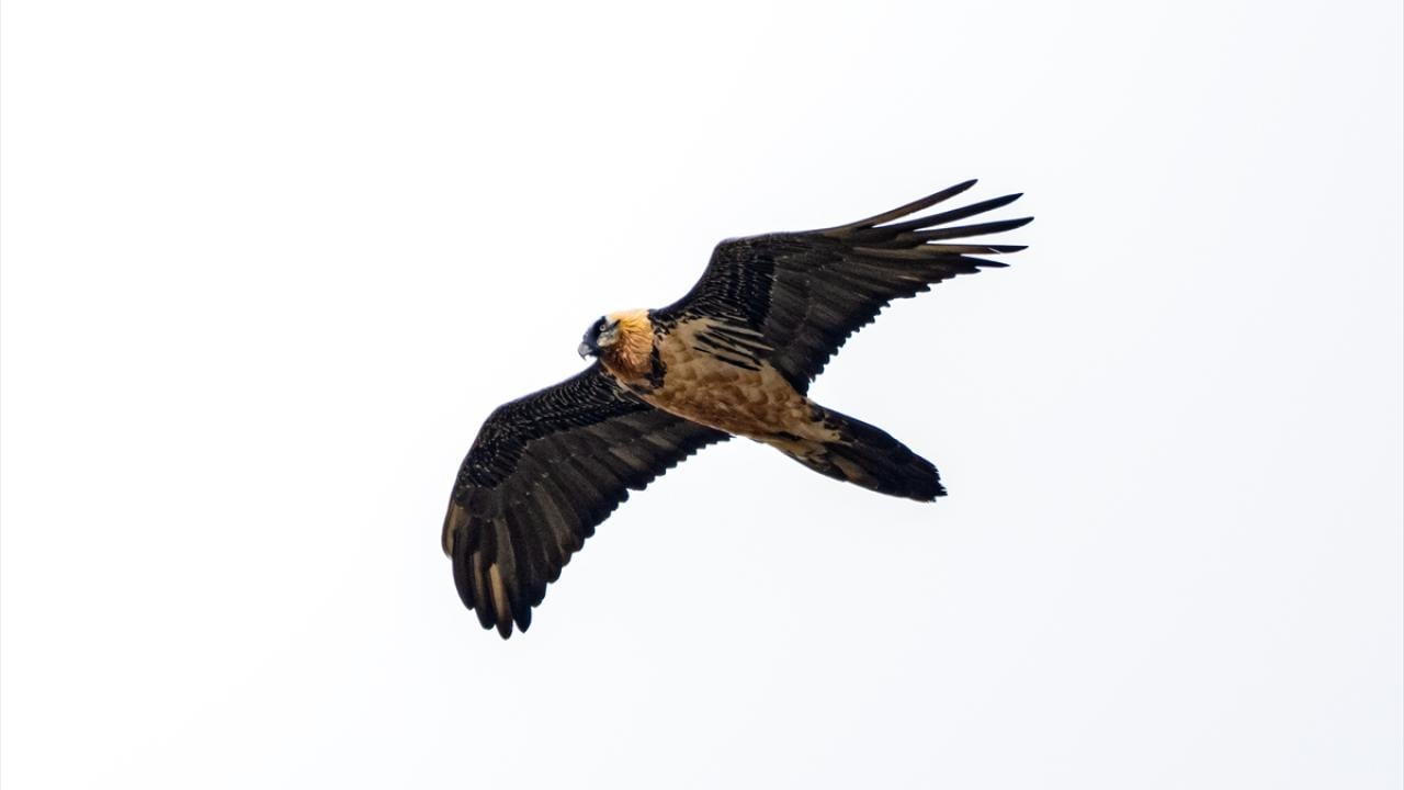 Foto - Ovit Dağı’na birde böyle bakın! Doğal yaşamıyla öne çıkıyor