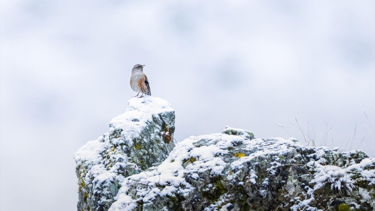 Foto - Ovit Dağı’na birde böyle bakın! Doğal yaşamıyla öne çıkıyor