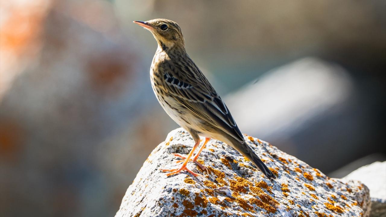Foto - Ovit Dağı’na birde böyle bakın! Doğal yaşamıyla öne çıkıyor