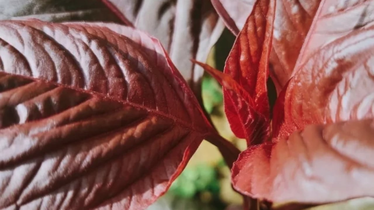 Foto - Öyle bir faydası var ki! Tüketmeden önce bir kez daha düşünün: Geleneksel tahıllardan farklı