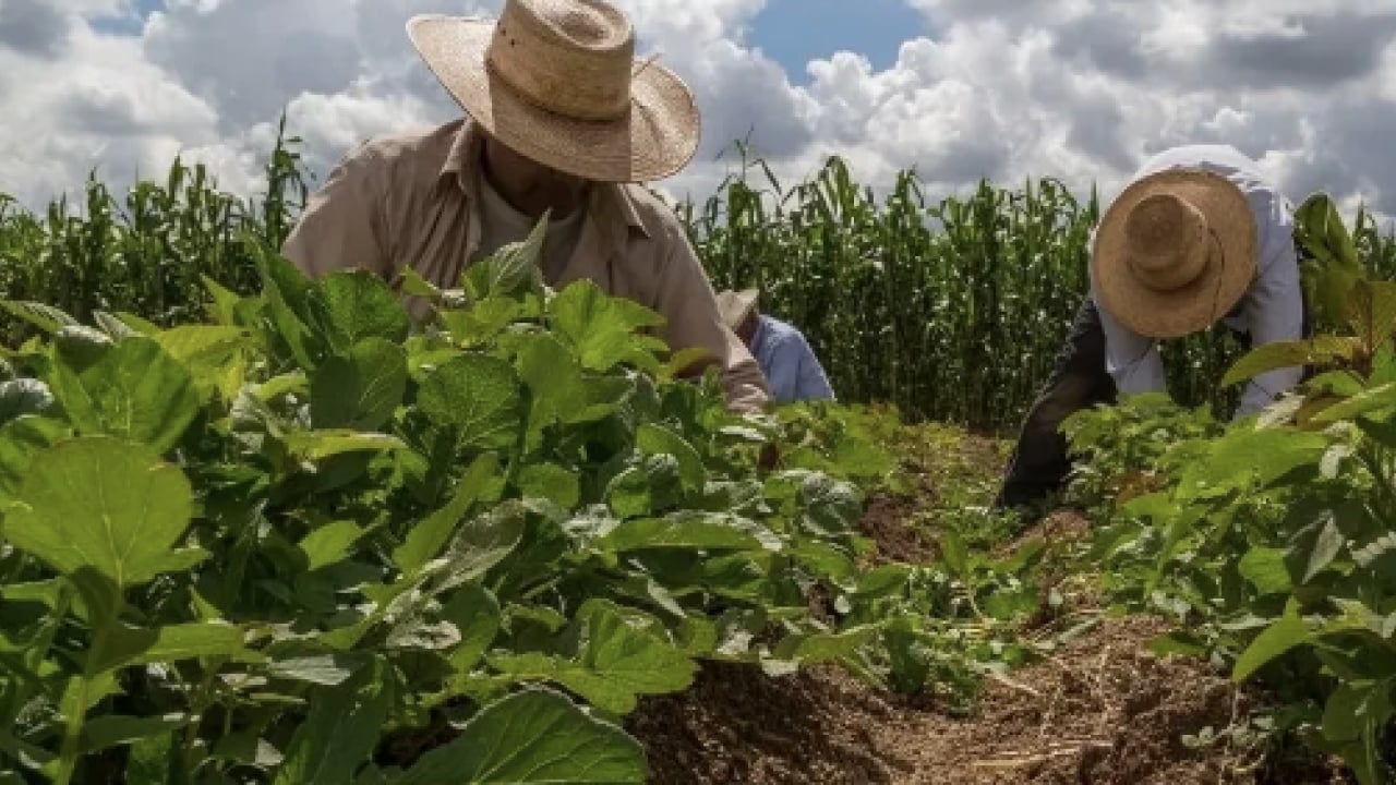 Foto - Öyle bir faydası var ki! Tüketmeden önce bir kez daha düşünün: Geleneksel tahıllardan farklı