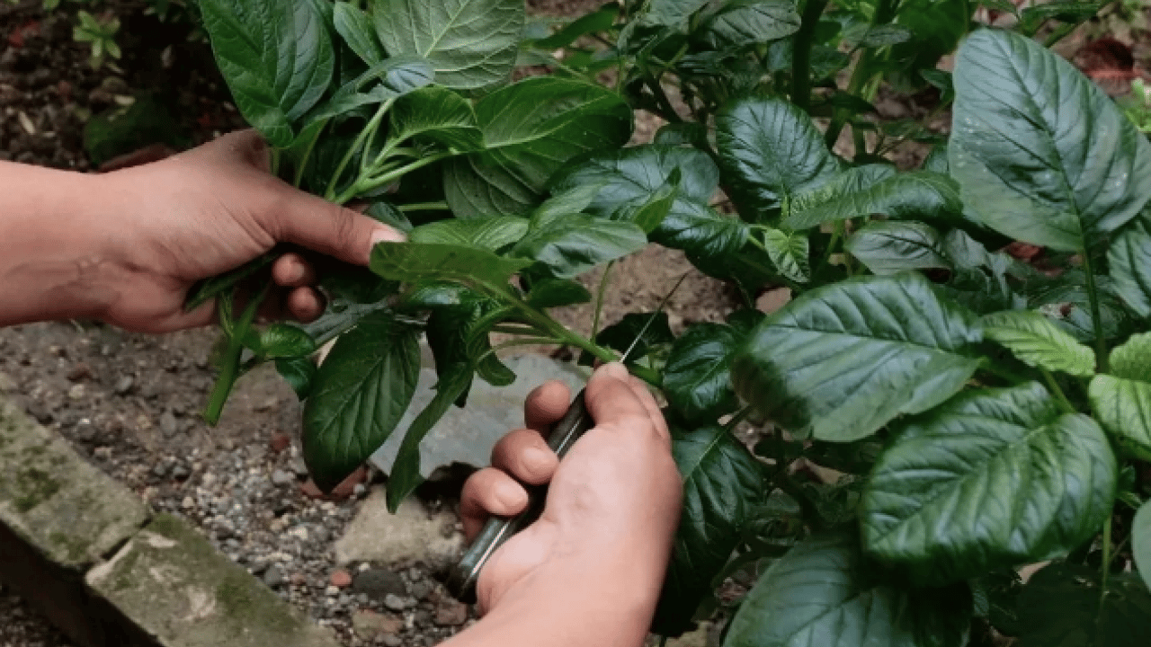 Öyle bir faydası var ki! Tüketmeden önce bir kez daha düşünün: Geleneksel tahıllardan farklı