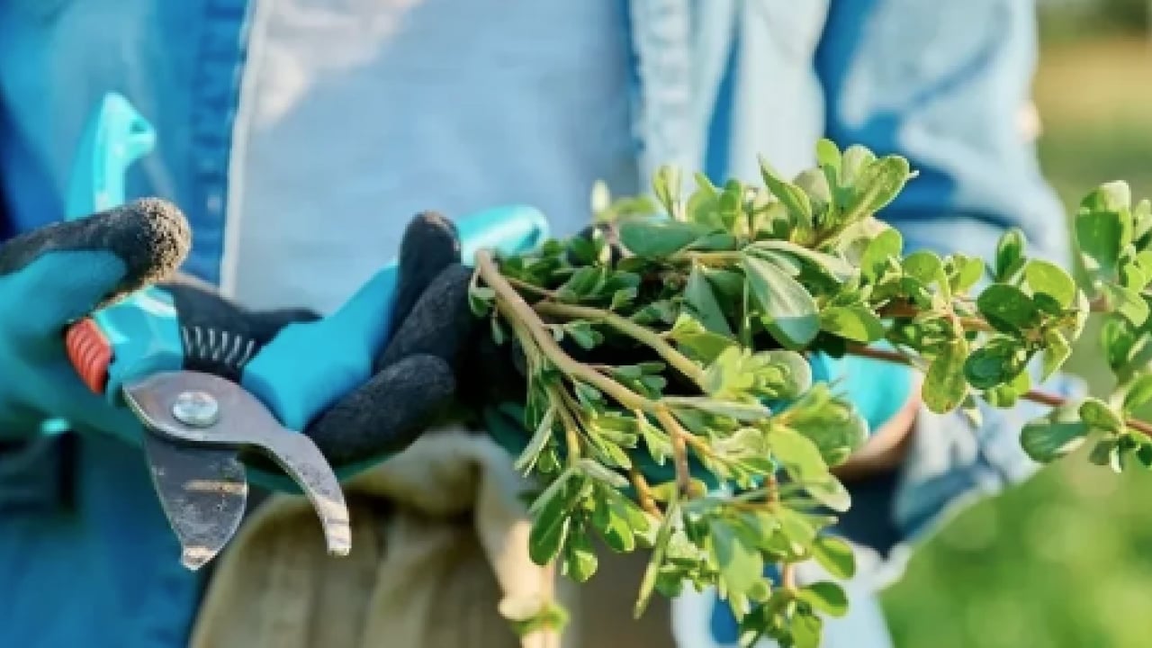 Foto - Öyle bir faydası var ki! Tüketmeden önce bir kez daha düşünün: Geleneksel tahıllardan farklı