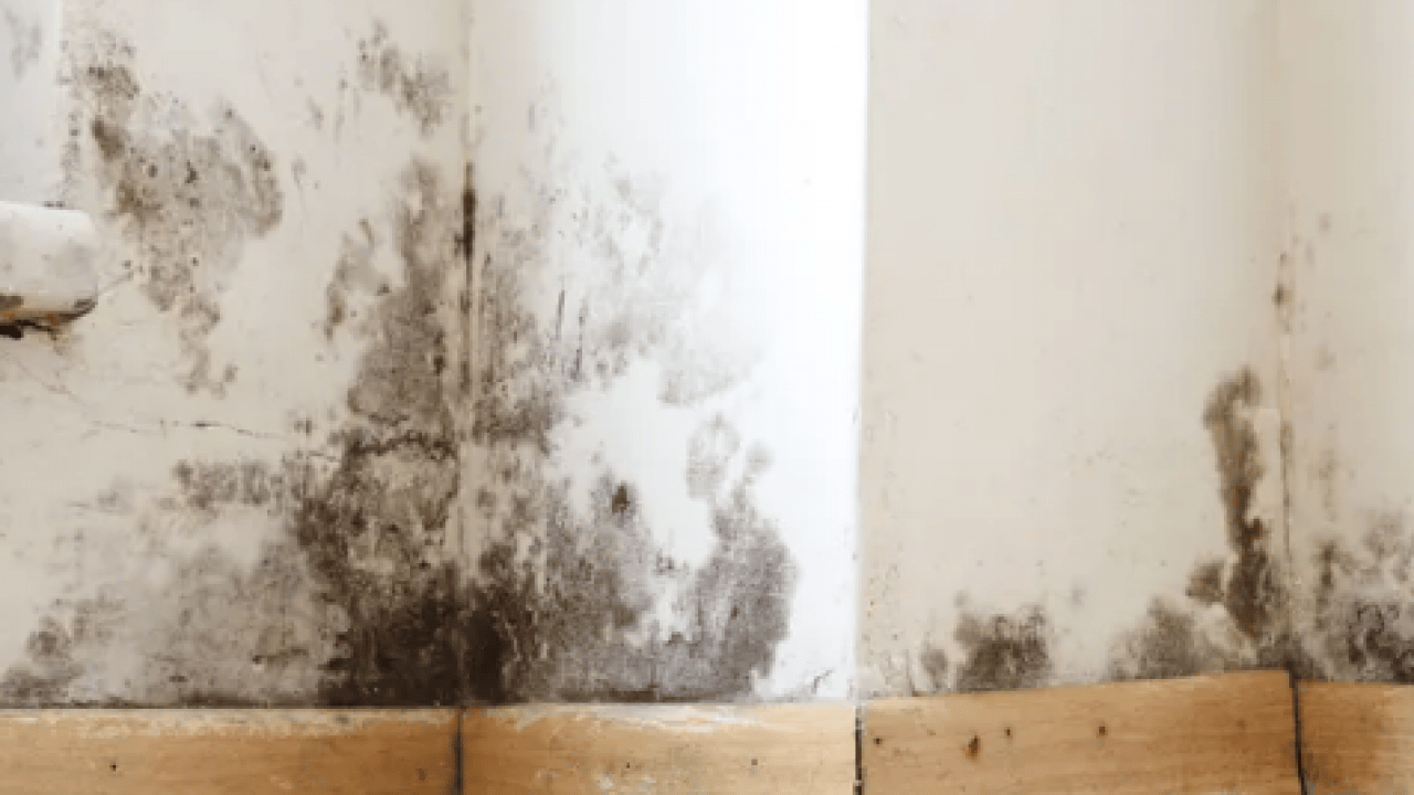 Öyle bir hamle yapın ki... Eski evlerde bile rutubeti bitiren...