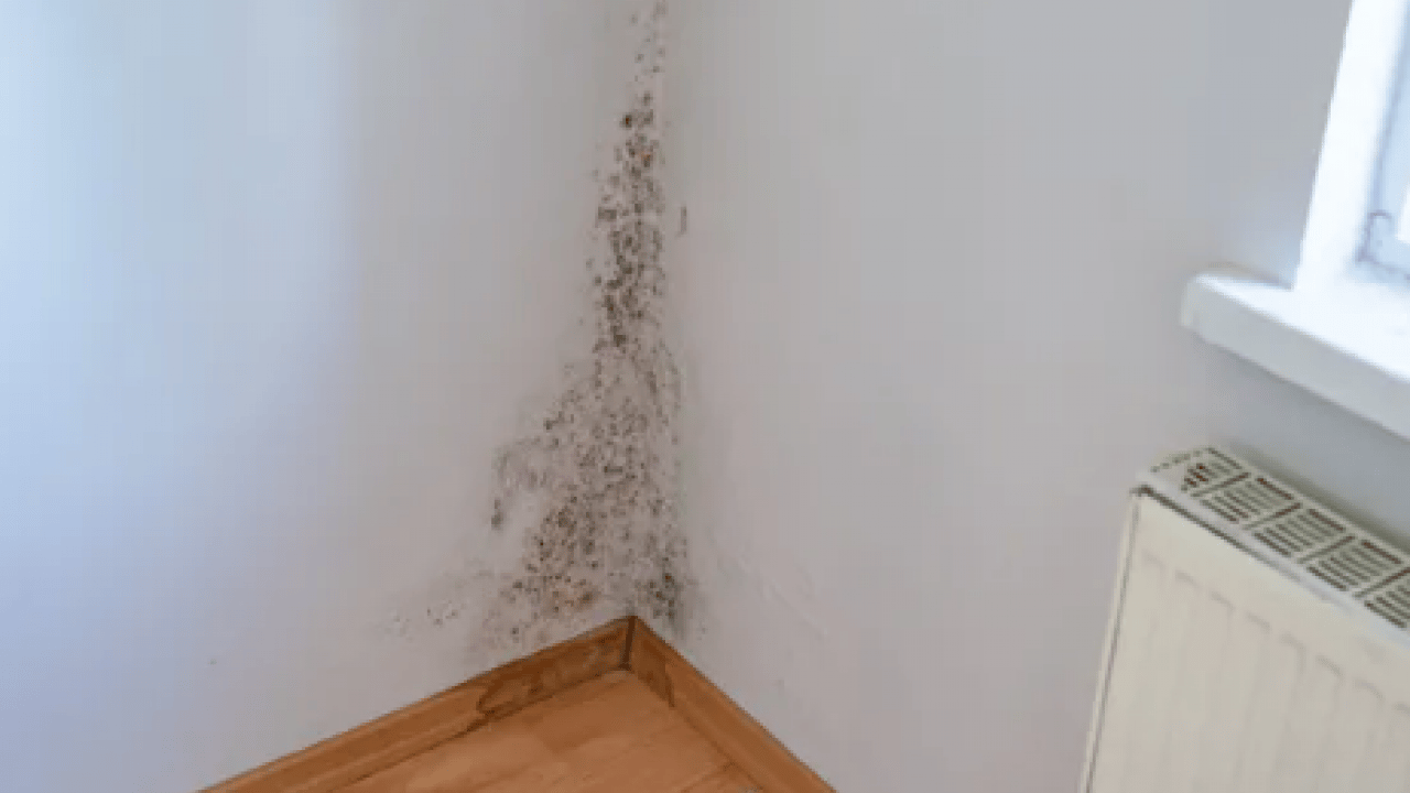 Foto - Öyle bir hamle yapın ki... Eski evlerde bile rutubeti bitiren...