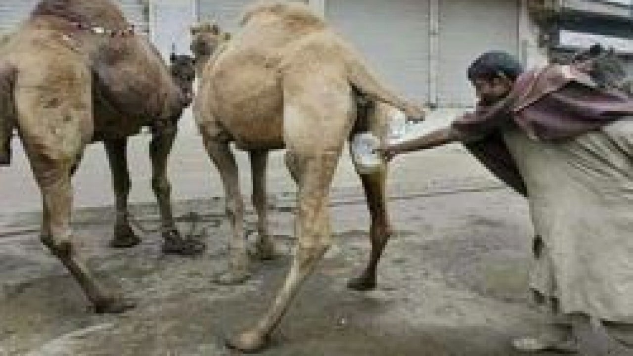 Foto - Oytun Erbaş 'adam olun' dedi ve tavsiye etti: Deve idrarı tehlikeli değil faydalıdır