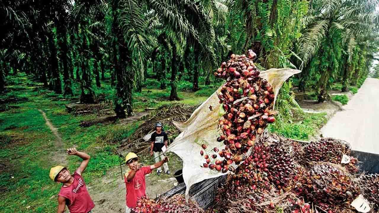 Foto - Palm Yağı ve Gluten hakkında doğru bilinen yanlışlar! Gluten hakkında her söylenen doğru değil!