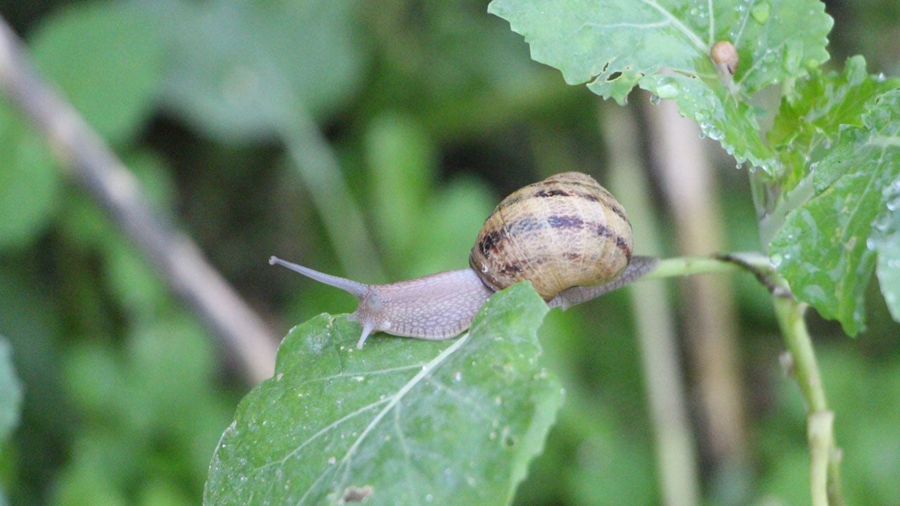 Foto - Pandemi döneminde karar verdi! Kilosunu 3 bin Euro'ya satıyor
