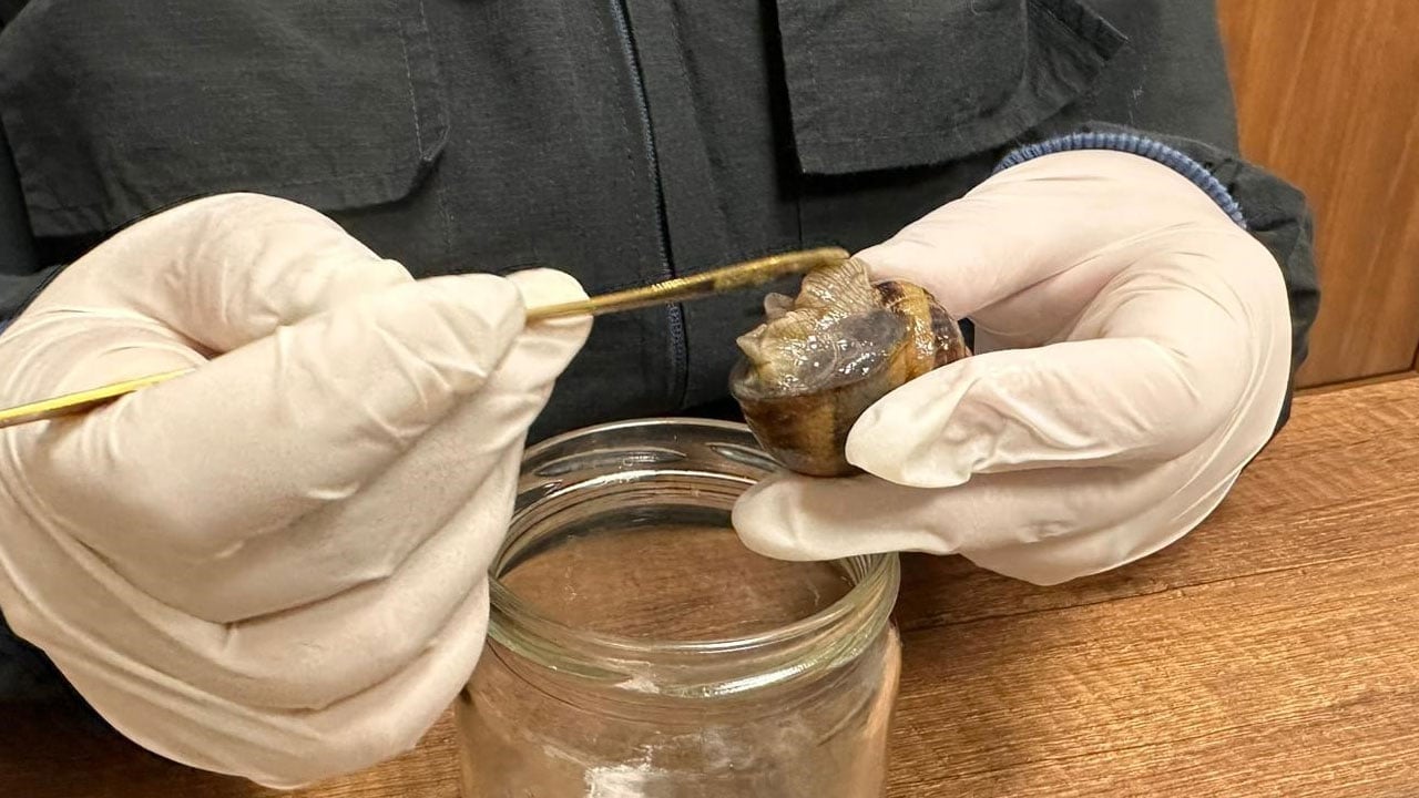 Foto - Pandemi döneminde karar verdi! Kilosunu 3 bin Euro'ya satıyor