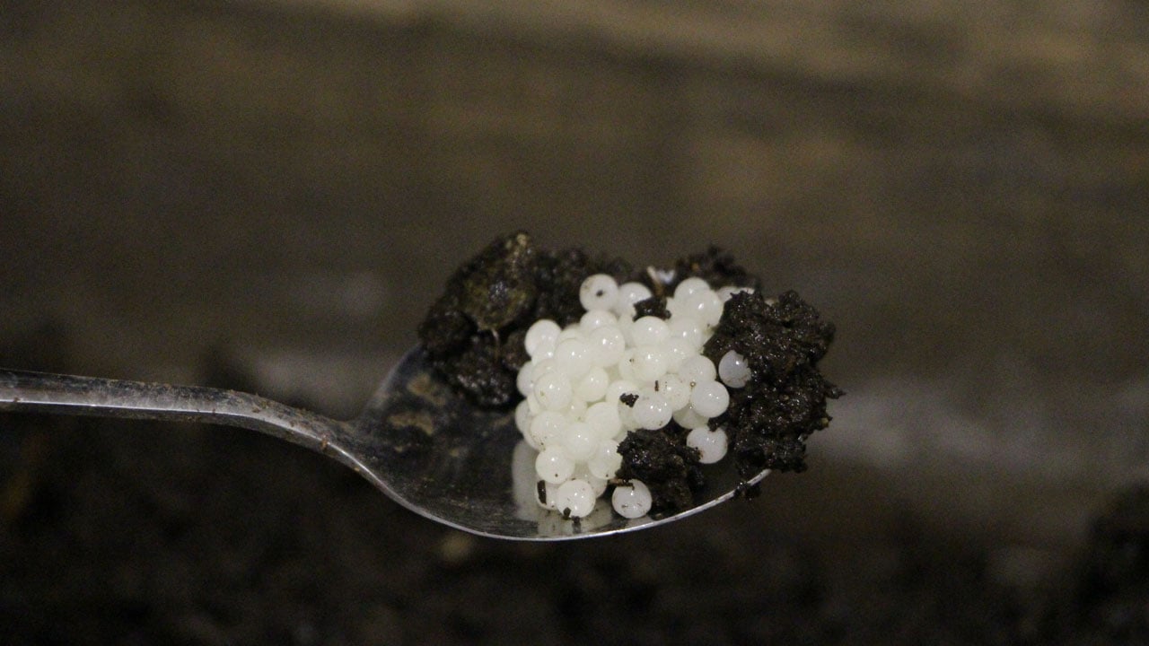 Pandemi döneminde karar verdi! Kilosunu 3 bin Euro'ya satıyor