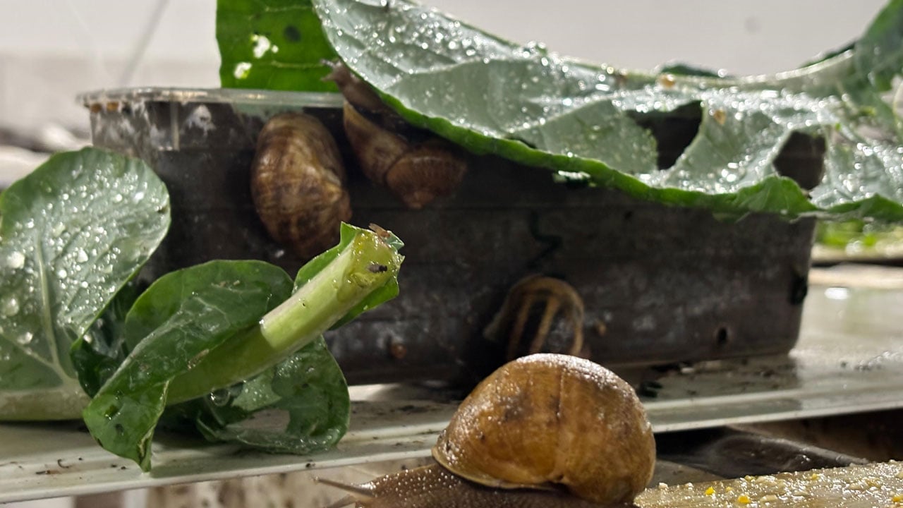 Foto - Pandemi döneminde karar verdi! Kilosunu 3 bin Euro'ya satıyor