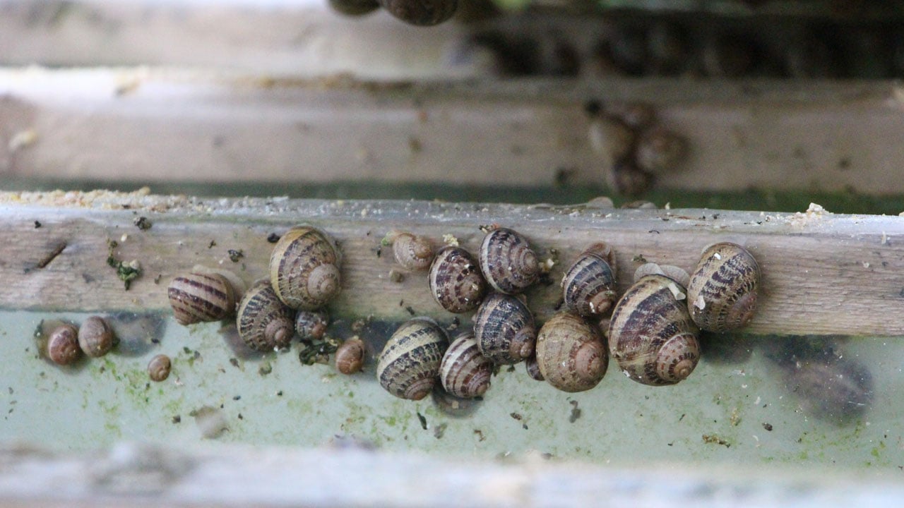 Foto - Pandemi döneminde karar verdi! Kilosunu 3 bin Euro'ya satıyor