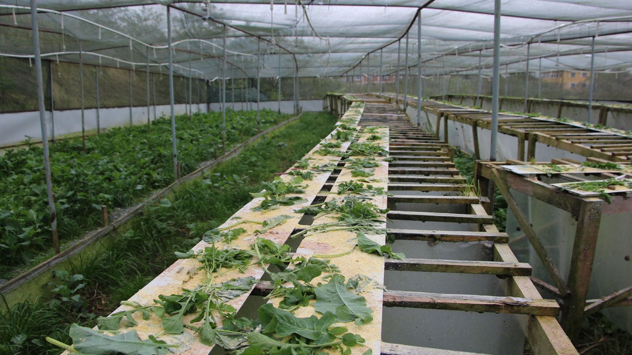 Foto - Pandemi döneminde karar verdi! Kilosunu 3 bin Euro'ya satıyor