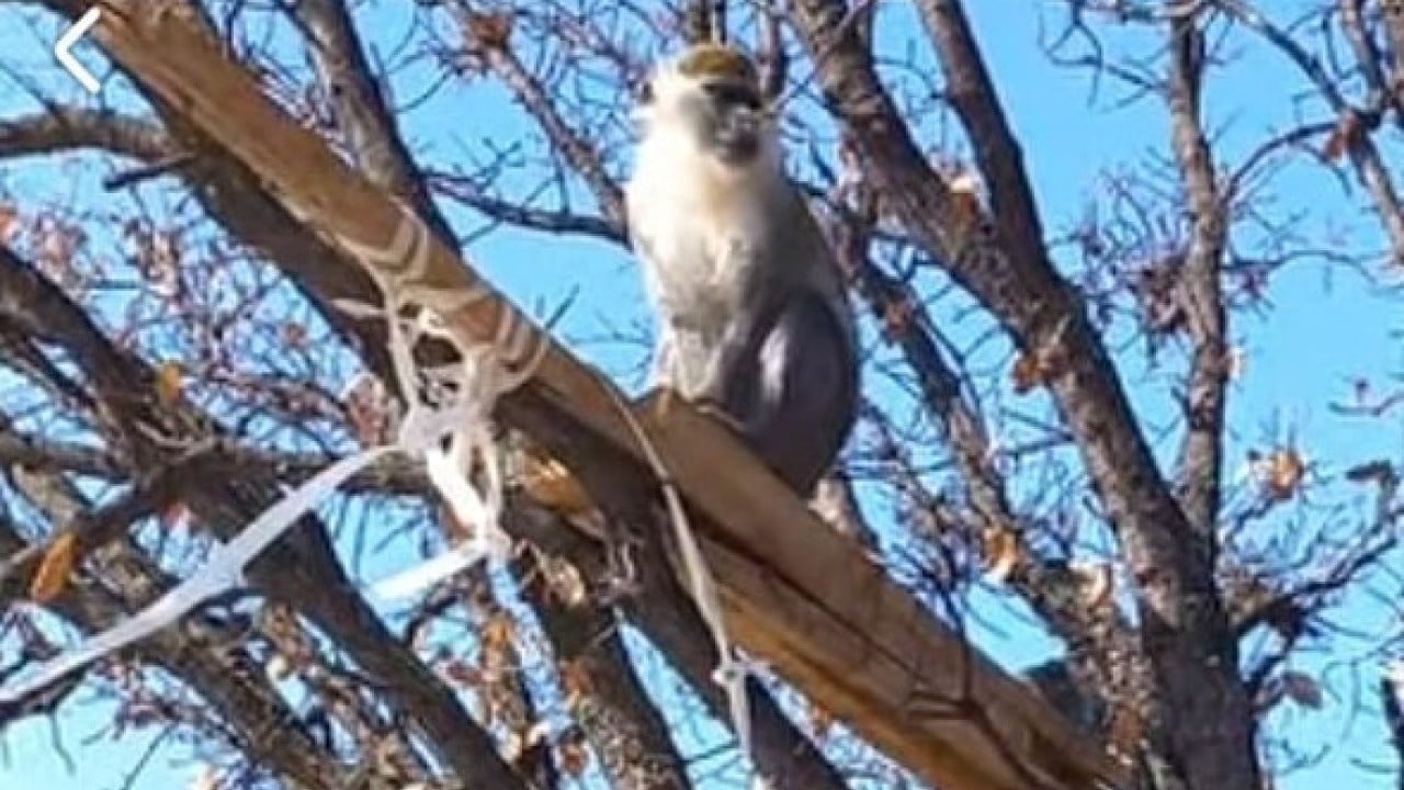 Foto - Papağanlardan sonra şimdi de maymun popülasyonu artıyor