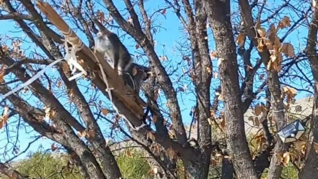 Foto - Papağanlardan sonra şimdi de maymun popülasyonu artıyor