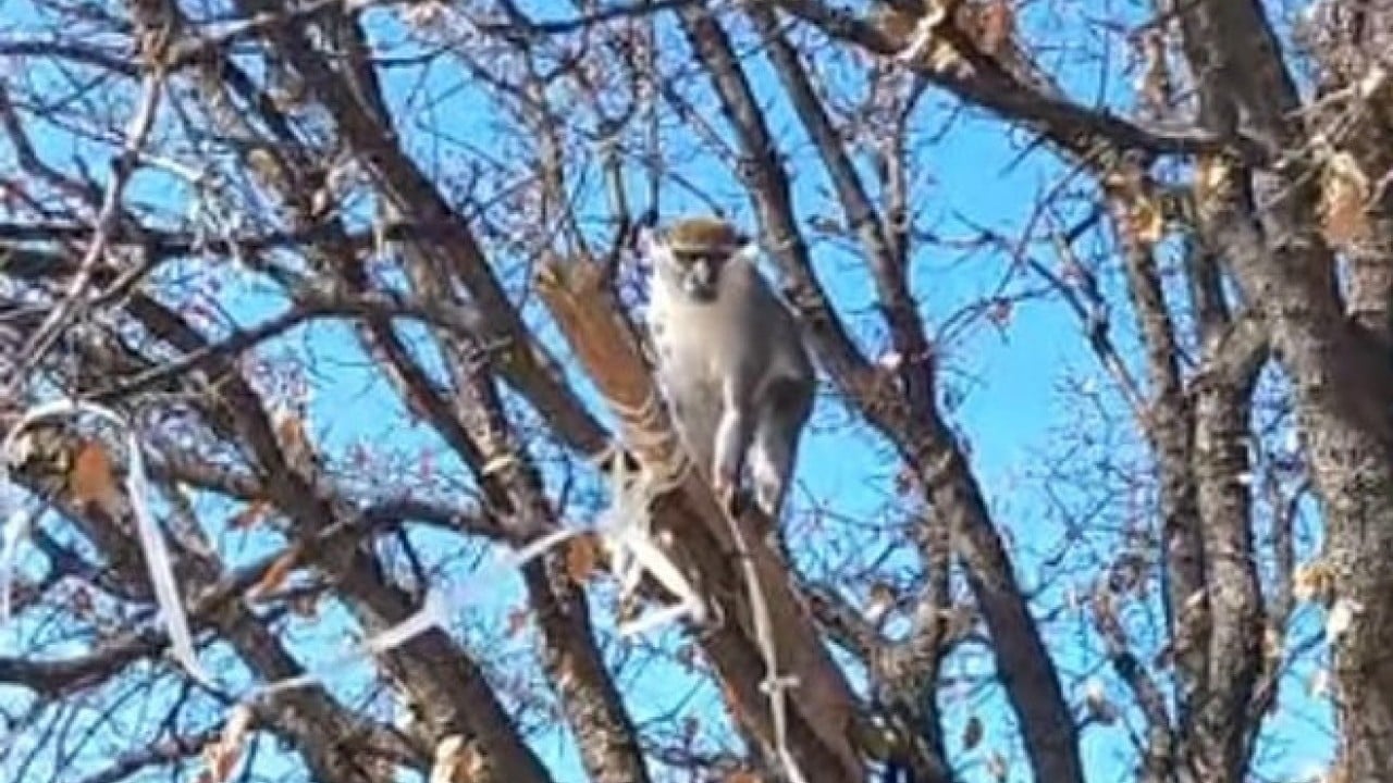 Foto - Papağanlardan sonra şimdi de maymun popülasyonu artıyor