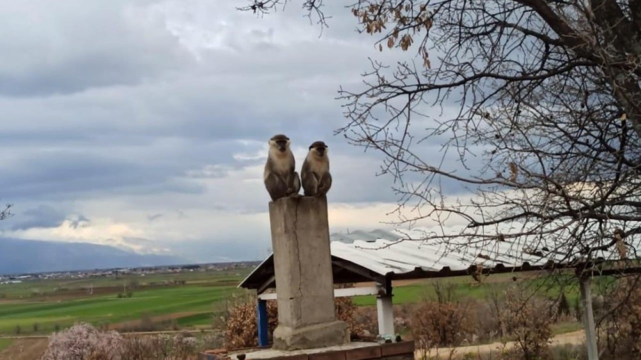 Papağanlardan sonra şimdi de maymun popülasyonu artıyor