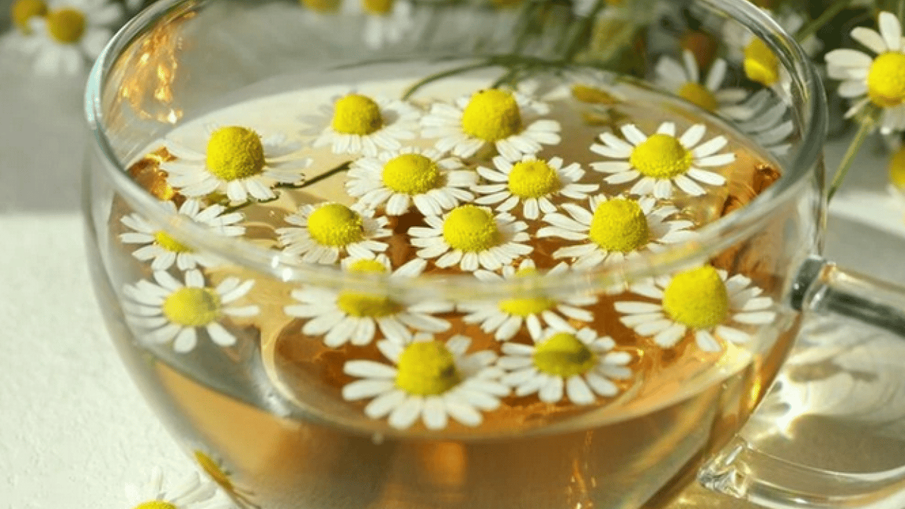 Foto - Papatya çayı: Papatya çayı etkisini ne zaman gösterir? Papatya çayının faydaları nelerdir? 