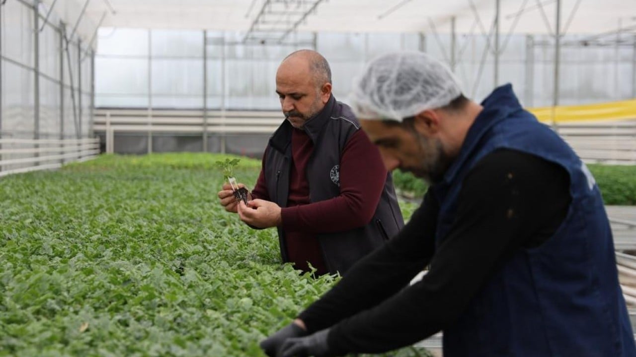 Para vermeden çiçek üretimi Jeotermal tesiste ‘Kent Çiçekleri’ yetiştiriyorlar