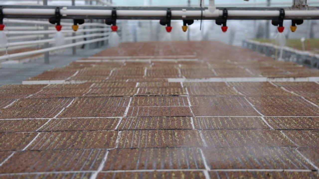 Foto - Para vermeden çiçek üretimi Jeotermal tesiste ‘Kent Çiçekleri’ yetiştiriyorlar