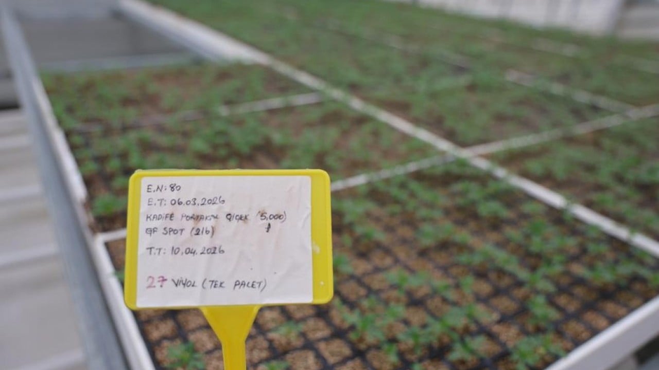 Foto - Para vermeden çiçek üretimi Jeotermal tesiste ‘Kent Çiçekleri’ yetiştiriyorlar