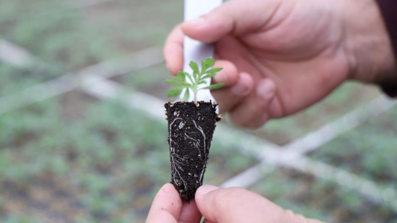 Foto - Para vermeden çiçek üretimi Jeotermal tesiste ‘Kent Çiçekleri’ yetiştiriyorlar