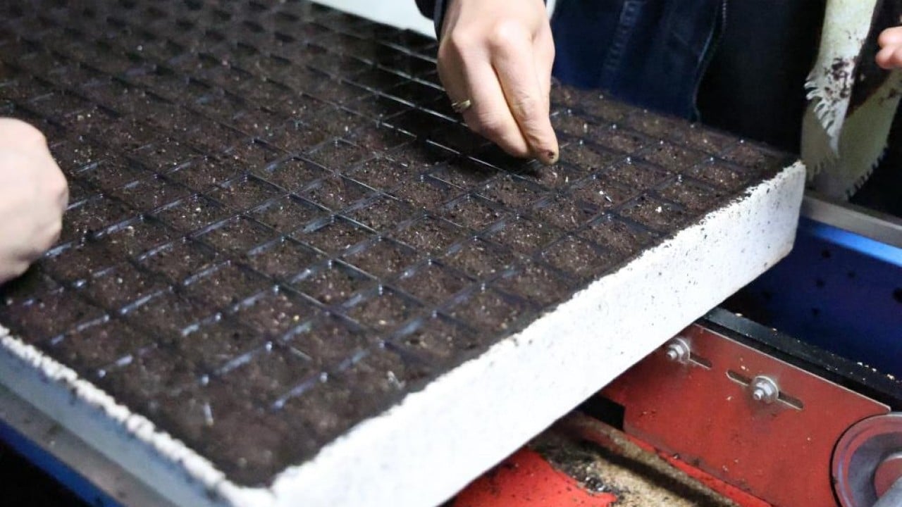 Foto - Para vermeden çiçek üretimi Jeotermal tesiste ‘Kent Çiçekleri’ yetiştiriyorlar