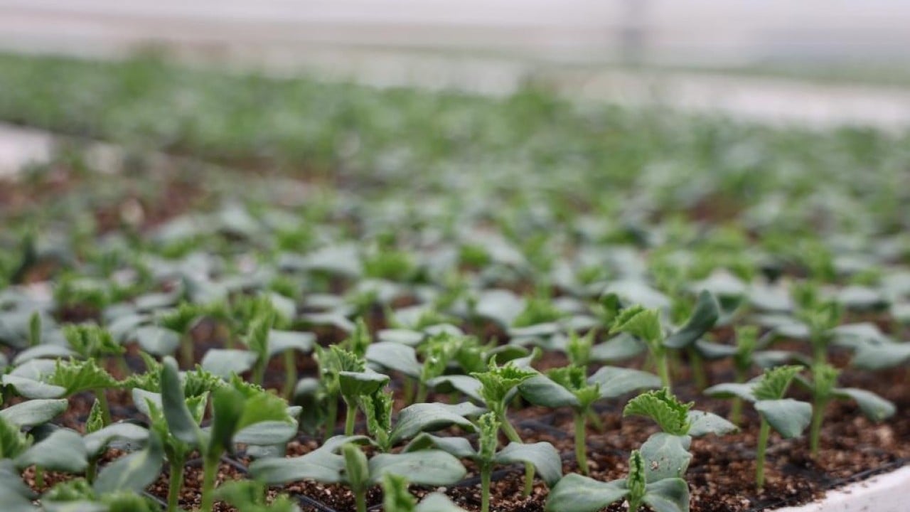 Foto - Para vermeden çiçek üretimi Jeotermal tesiste ‘Kent Çiçekleri’ yetiştiriyorlar