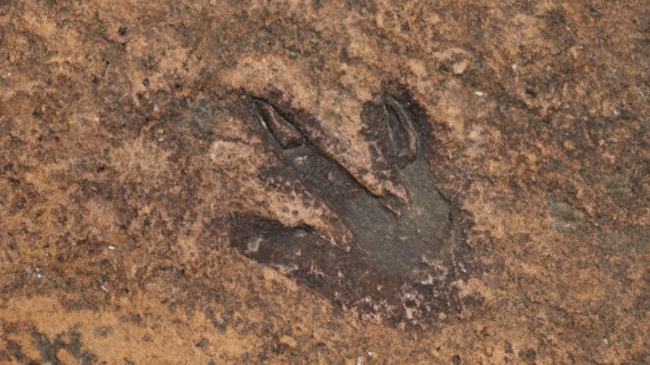 Foto - Parkta inanılmaz keşif: Bu izler tam 210 milyon yıllık!