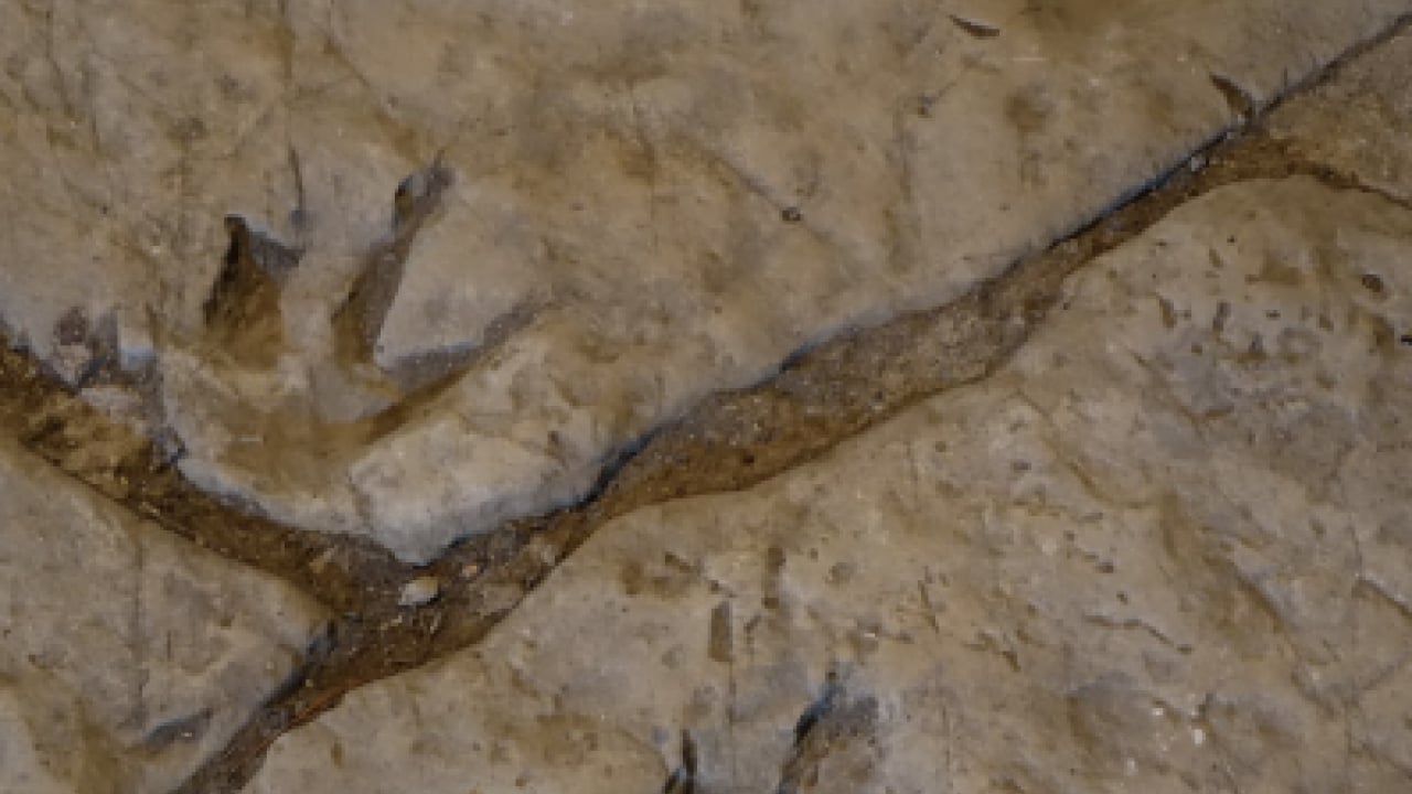 Foto - Parkta inanılmaz keşif: Bu izler tam 210 milyon yıllık!