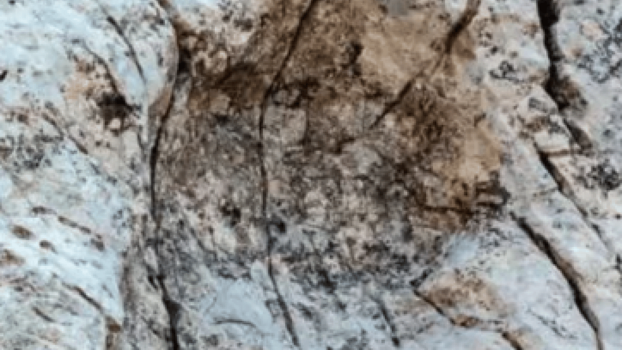 Foto - Parkta inanılmaz keşif: Bu izler tam 210 milyon yıllık!