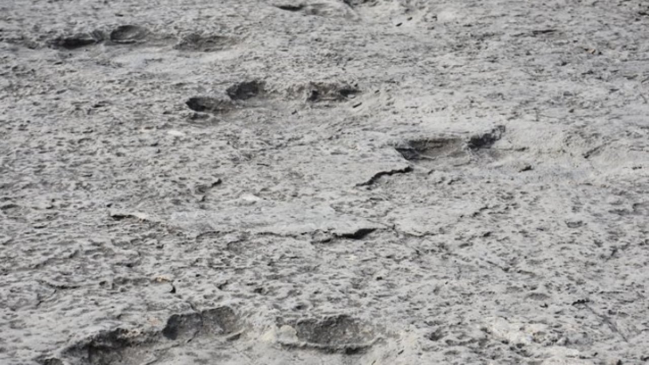 Foto - Parkta inanılmaz keşif: Bu izler tam 210 milyon yıllık!