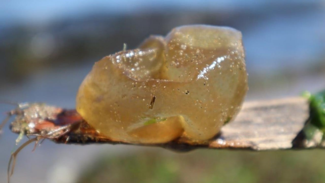 Foto - Pasifik’ten Marmara’ya geldi İstilacı yosun sahil şeritlerini tehdit ediyor
