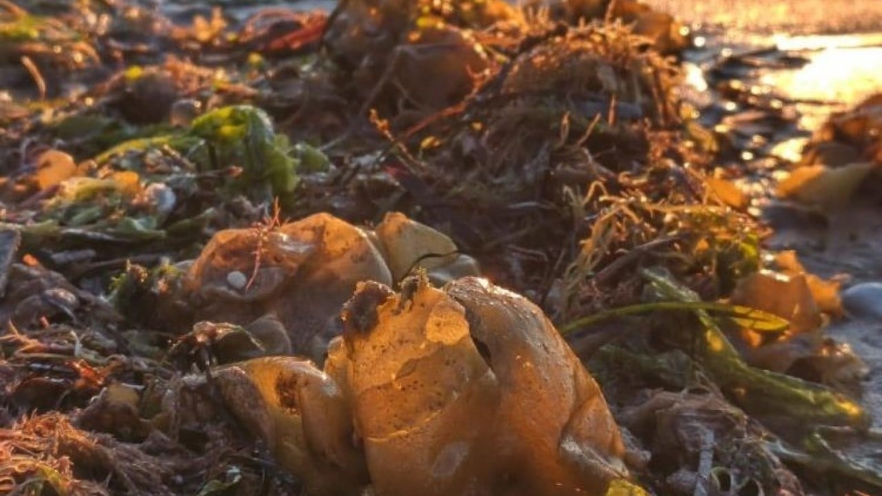 Foto - Pasifik’ten Marmara’ya geldi İstilacı yosun sahil şeritlerini tehdit ediyor