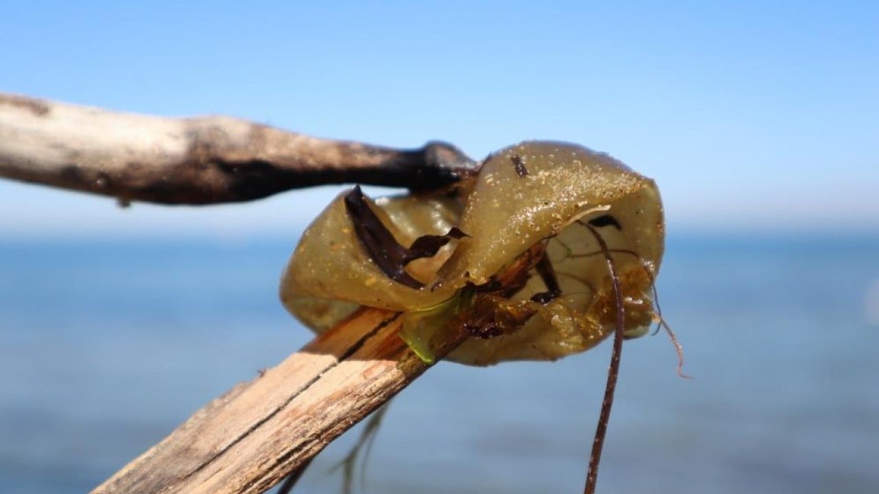 Pasifik’ten Marmara’ya geldi İstilacı yosun sahil şeritlerini tehdit ediyor