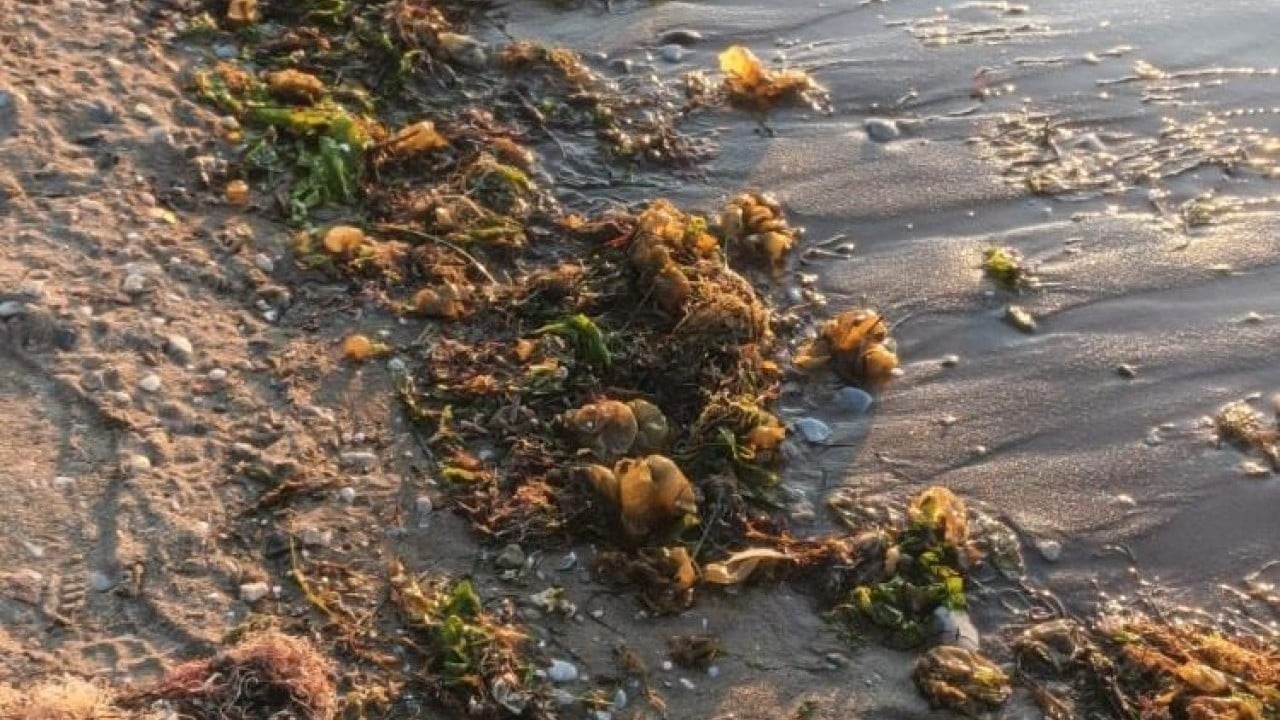 Foto - Pasifik’ten Marmara’ya geldi İstilacı yosun sahil şeritlerini tehdit ediyor