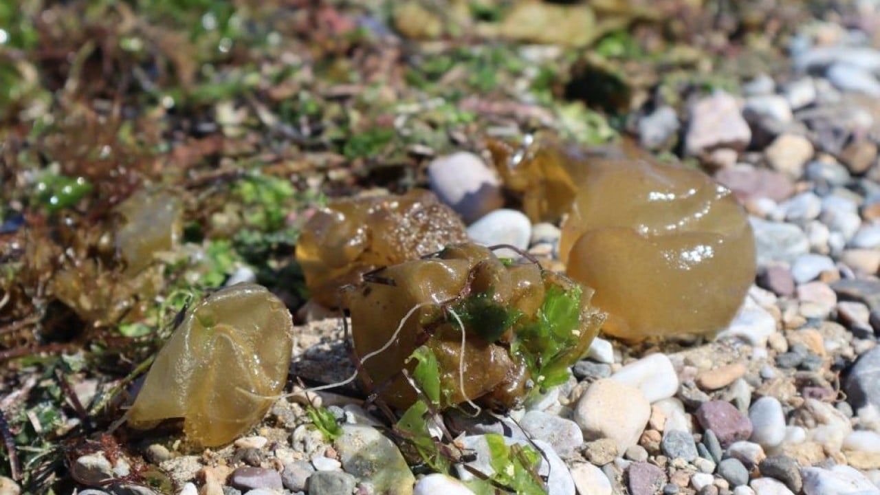 Foto - Pasifik’ten Marmara’ya geldi İstilacı yosun sahil şeritlerini tehdit ediyor