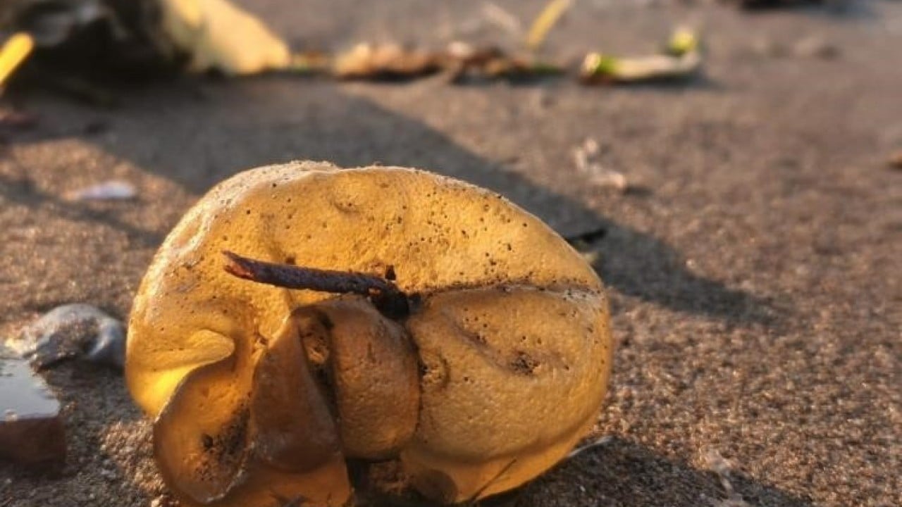 Foto - Pasifik’ten Marmara’ya geldi İstilacı yosun sahil şeritlerini tehdit ediyor