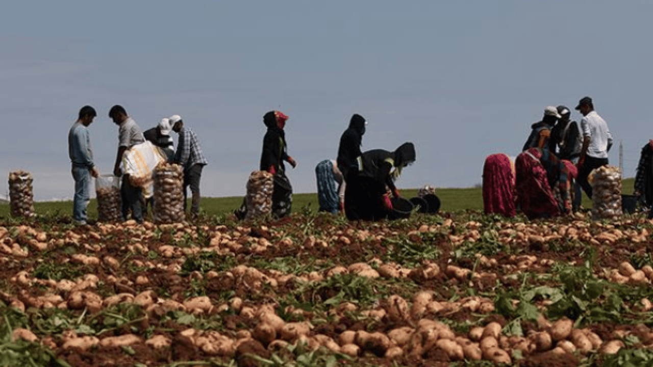 Foto - Patates hasadı için işçi bulamadı, İran'dan zorunlu olarak 150 kişi işçi getirdi! Şimdi onlar çalışıyor