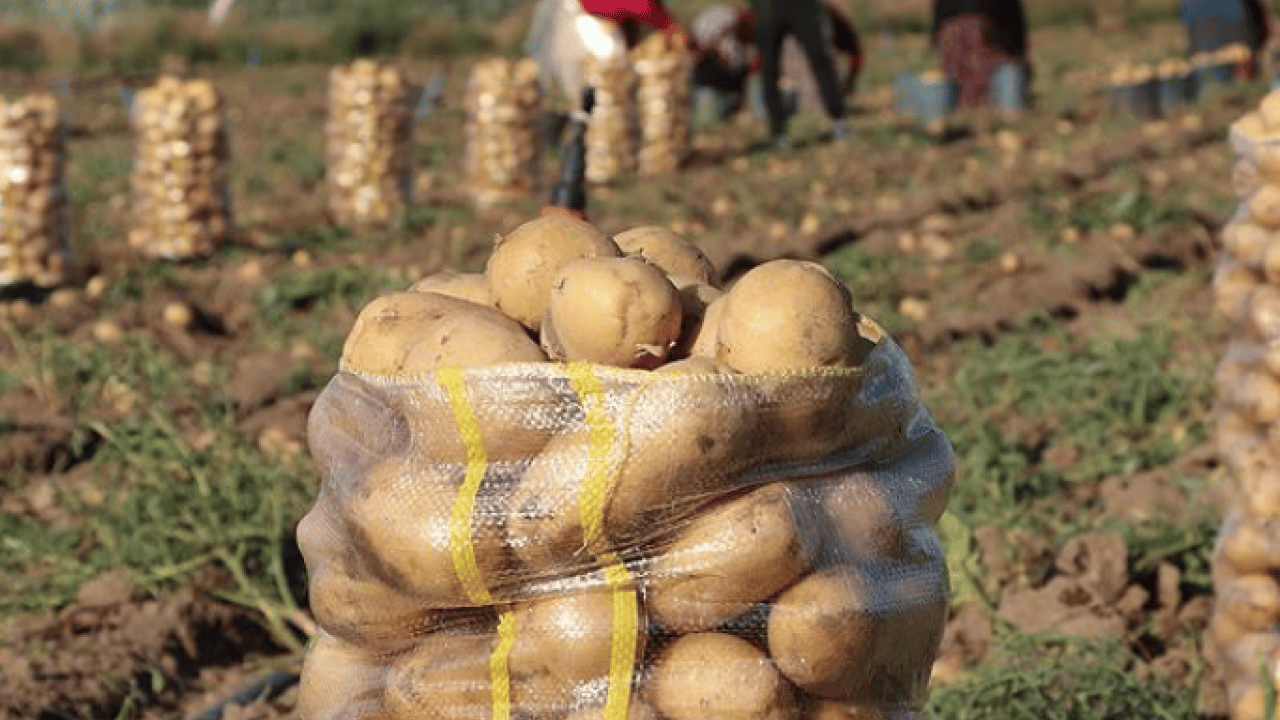 Foto - Patates hasadı için işçi bulamadı, İran'dan zorunlu olarak 150 kişi işçi getirdi! Şimdi onlar çalışıyor