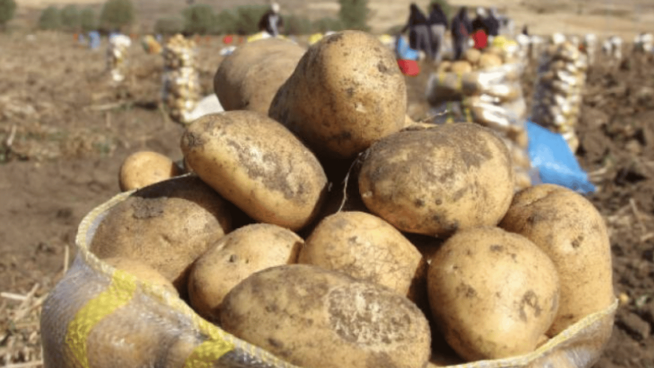 Foto - Patates hasadı için işçi bulamadı, İran'dan zorunlu olarak 150 kişi işçi getirdi! Şimdi onlar çalışıyor