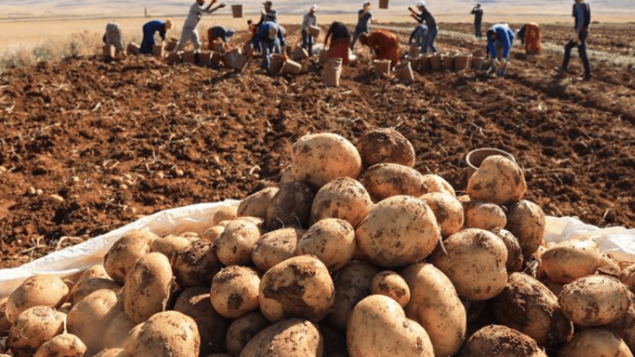Foto - Patates hasadı için işçi bulamadı, İran'dan zorunlu olarak 150 kişi işçi getirdi! Şimdi onlar çalışıyor
