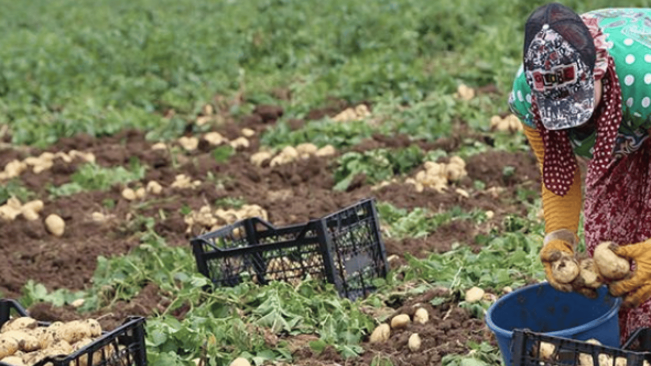 Patates hasadı için işçi bulamadı, İran'dan zorunlu olarak 150 kişi işçi getirdi! Şimdi onlar çalışıyor