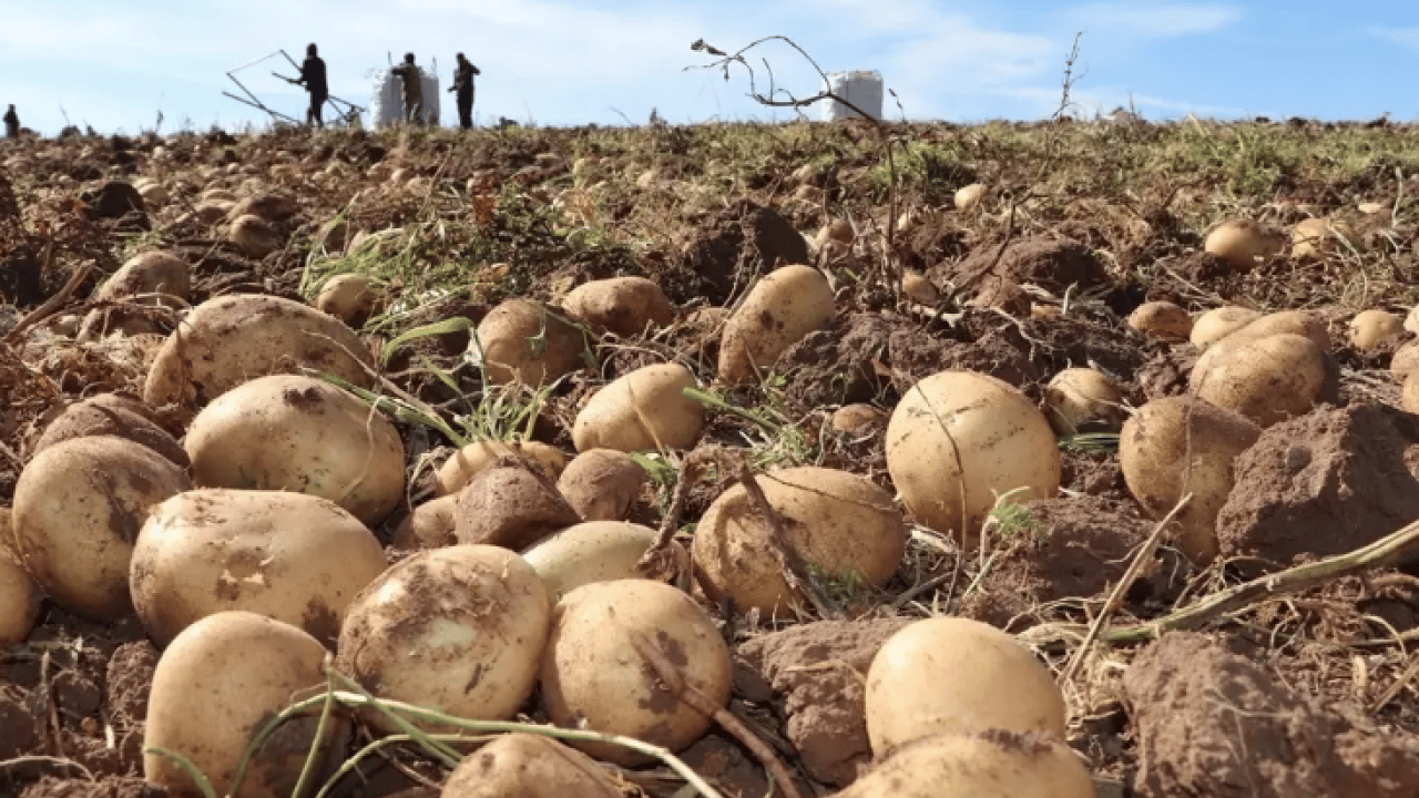 Foto - Patates hasadı için işçi bulamadı, İran'dan zorunlu olarak 150 kişi işçi getirdi! Şimdi onlar çalışıyor