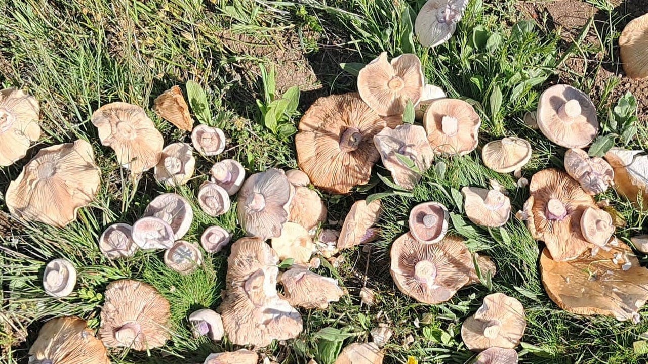Foto - Pazara gelir gelmez tükeniyor! Köylülerin geçim kapısı oldu 