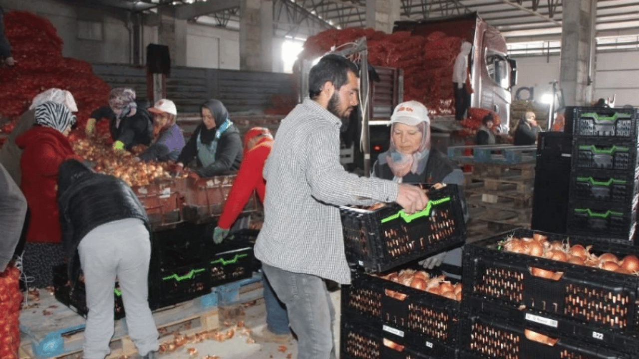 Pazarda 15 TL’ye satılıyor! Tüm dünyaya buradan ihracat ediliyor