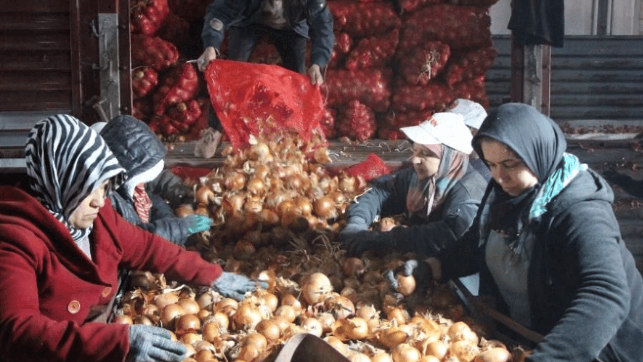 Foto - Pazarda 15 TL’ye satılıyor! Tüm dünyaya buradan ihracat ediliyor