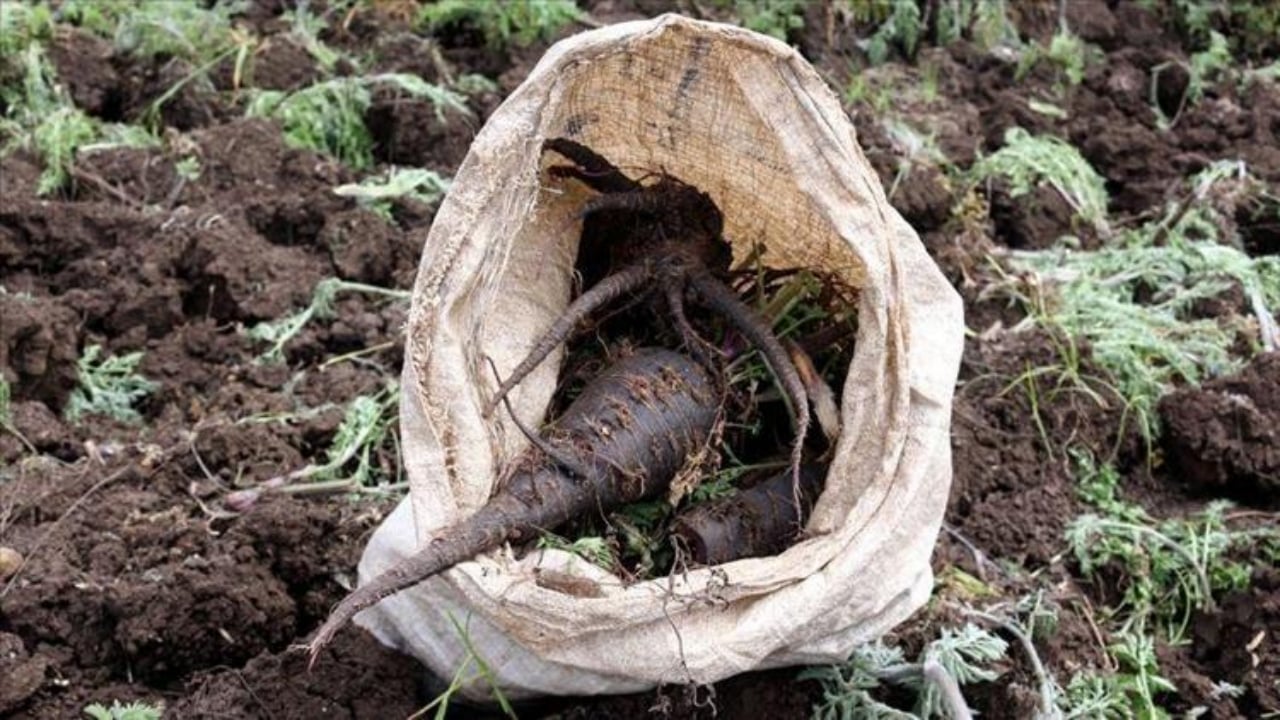 Foto - Pazarda görünce kilo kilo alın! Kalbi saat gibi çalıştırıyor, damar tıkanıklığını şıp diye kesiyor