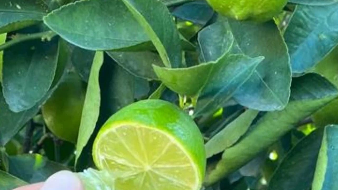 Pek çok kişi bilmiyor! Tadı limoni olan lime: Kilo kilo alıp yıl boyu tüketin! Bağırsakları motor gibi çalıştırıyor! 