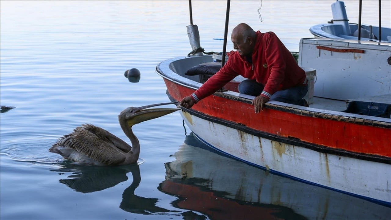 Pelikan ‘Suzi’ balıkçı barınağının maskotu oldu